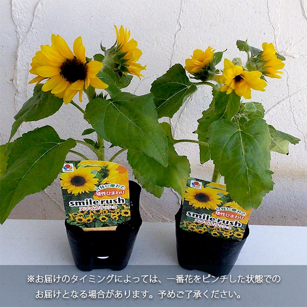 園芸ネット本店｜[26年5月中下旬予約]ヒマワリ：スマイルラッシュ3.5号