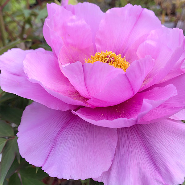 園芸ネット本店｜牡丹（ぼたん）：社（やしろ）3～4年生苗7号鉢植え の