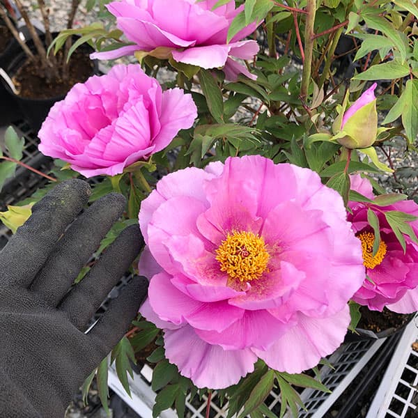 園芸ネット本店｜牡丹（ぼたん）：社（やしろ）3～4年生苗7号鉢植え の