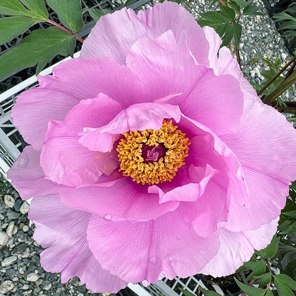 園芸ネット本店｜牡丹（ぼたん）：社（やしろ）3～4年生苗7号鉢植え の