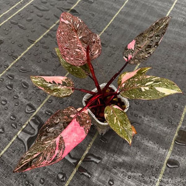 園芸ネット本店｜[ザ・ファームセレクト]フィロデンドロン：ピンク