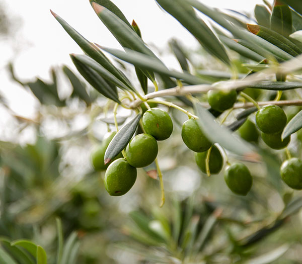 園芸ネット本店｜オリーブ：アスコラーノ3.5号ポット の通販【公式】