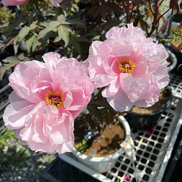 園芸ネット本店｜牡丹（ぼたん）：吉野川（よしのがわ）3～4年生苗8号