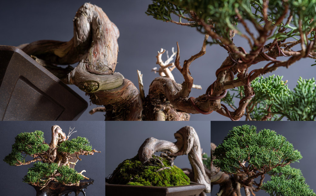 盆栽 翠松園 真柏 半懸崖 樹齢100年 - 兵庫県加西市｜ふるさとチョイス