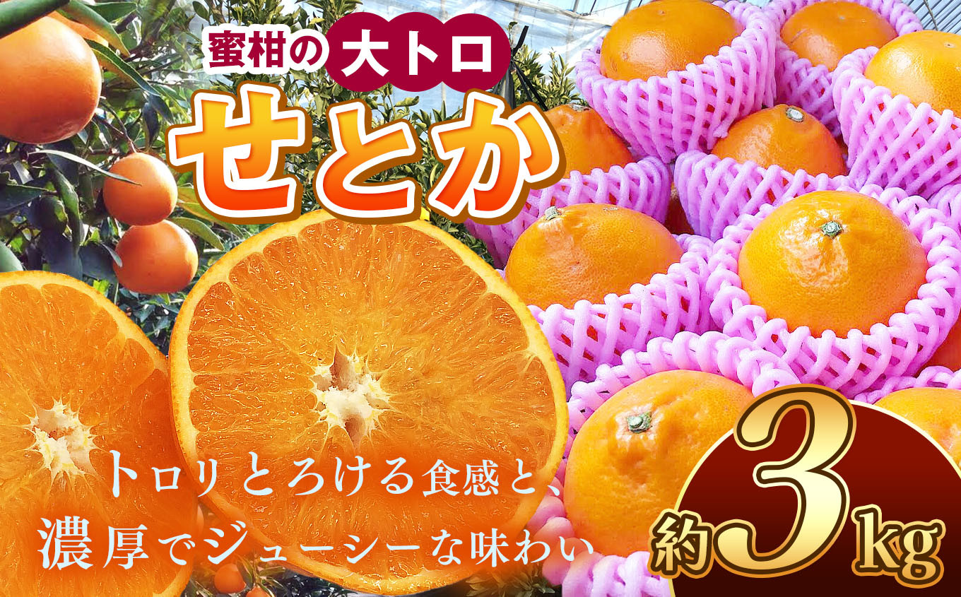 せとか 約3kg | 果物 くだもの フルーツ 柑橘類 みかん ミカン 水本