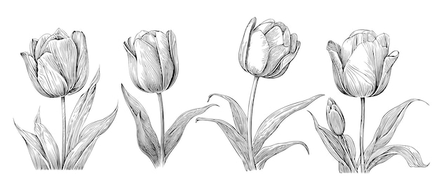 落書きスタイルのイラストで描かれたチューリップ スケッチ手のセット