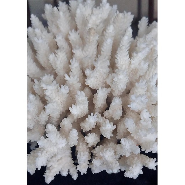 白珊瑚 置物 特注専用ガラスケース付きの通販 by ターボー's shop｜ラクマ