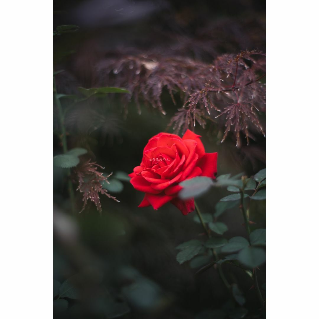 CONTAX - 希少黒刻印！標準の帝王 Planar 50mm F1.4 AEJ オールド