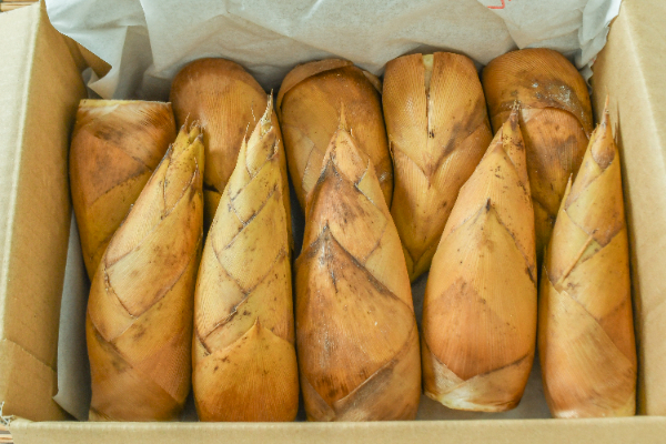 破竹（はちく）（16本サイズ） 【業務用食材の仕入れなら八面六臂】