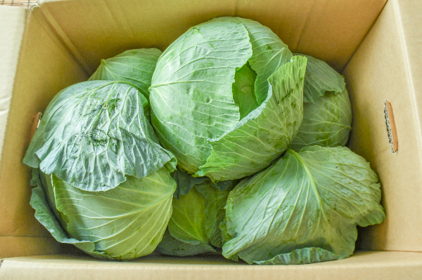 キャベツ（9玉サイズ） 【業務用食材の仕入れなら八面六臂】
