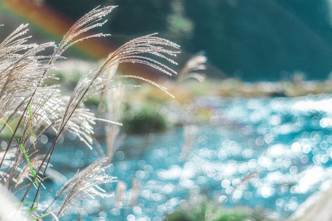 MINOLTA MC ROKKOR-PF 50mm F1.7を徹底解説。作例から中古相場まで