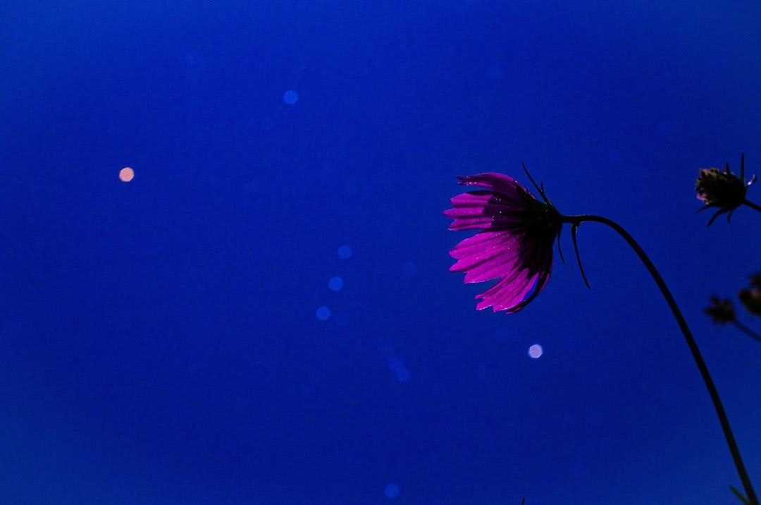 Nikon AF-S DX Micro NIKKOR 40mm f/2.8Gを徹底解説。作例からレビュー