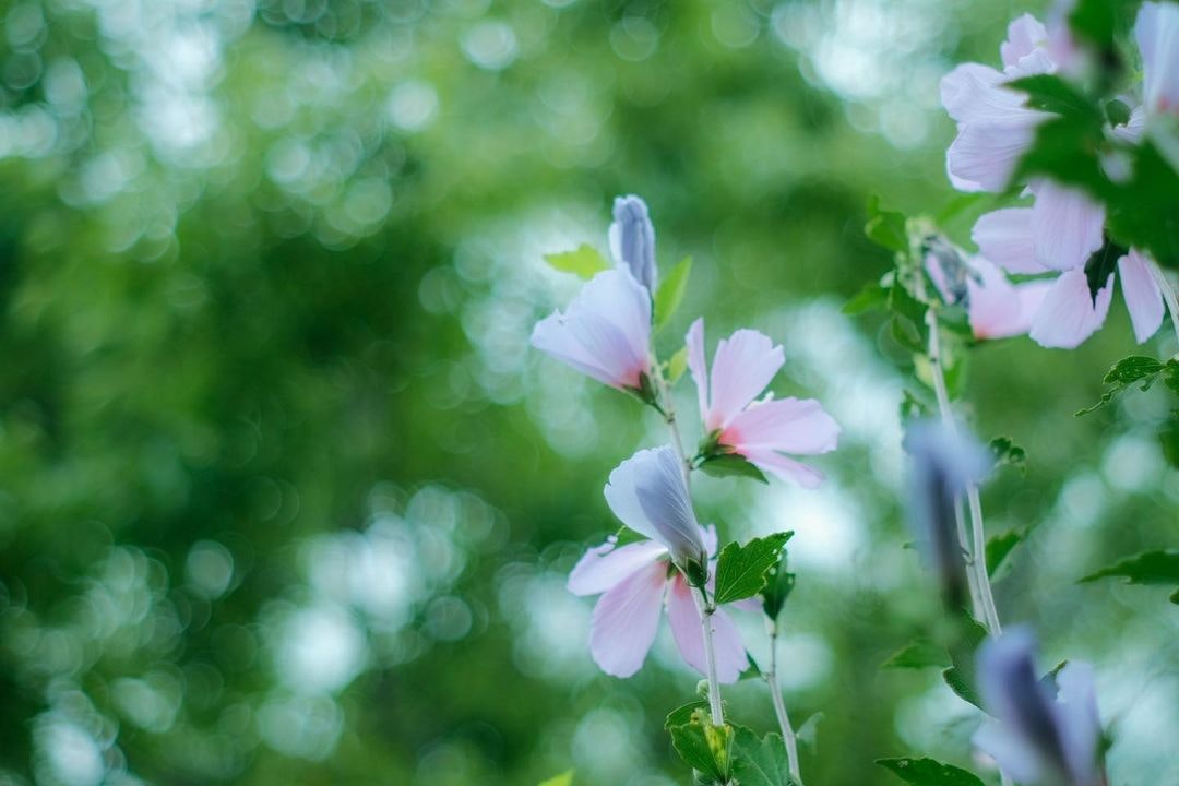 Super-Takumar 28mm F3.5を徹底解説。作例から中古相場まで | ONE