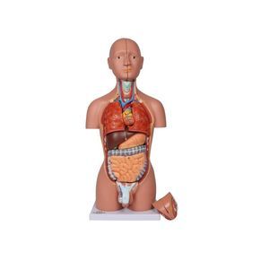 ERLER ZIMMERの超小型解剖模型 - MedicalExpoのすべての製品