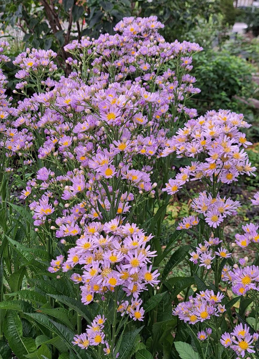 紫苑が満開になりました💜「2022山の畑」のアルバム-みんなの趣味の