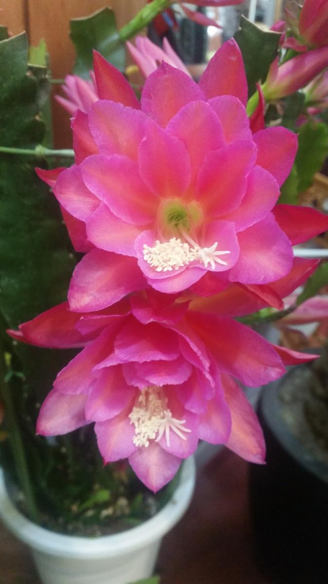 孔雀サボテン｜園芸日記by金子 明人｜みんなの趣味の園芸｜372966