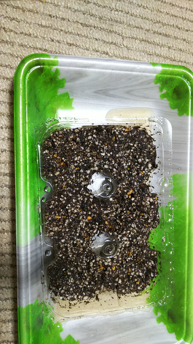 種から虹色スミレ｜そだレポ（栽培レポート）byじゃここ｜みんなの趣味