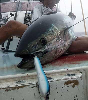 CB ONE] Rodeo ロデオ 190 - RISE Shopping