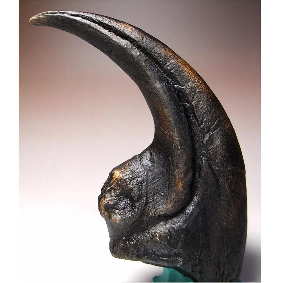 アロサウルスの巨大かぎ爪のレプリカ