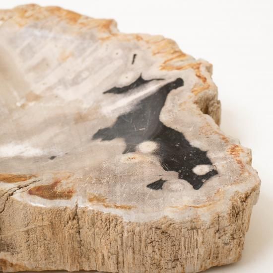 OAK Petrified Wood 【珪化木 Accessory Tray 「WS001」】 ー