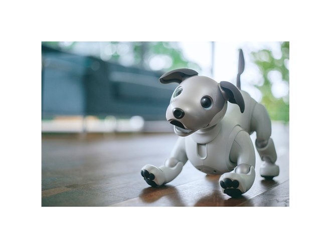 aibo」が我が家にやってきたら？ 価格.comユーザーアンケートの結果は