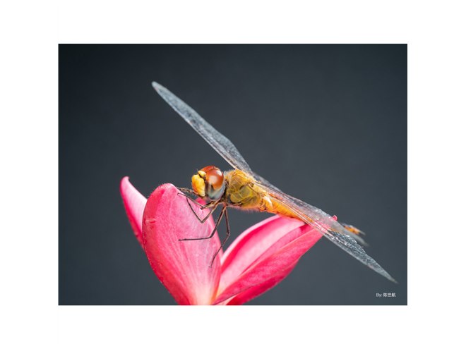 TTArtisan、マクロレンズ「40mm f/2.8 MACRO C」 ニコンZ/キヤノンEF-M