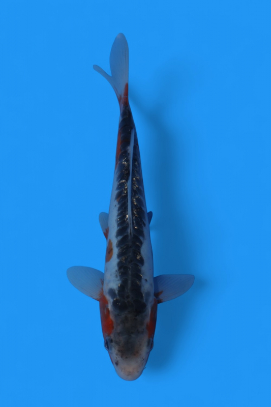 秋水21cm - 錦鯉販売・通販 新潟 山古志 | 綾 Koiファーム | AYA KOI