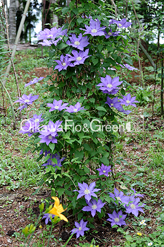 クレマチス専門ナーセリー 及川フラグリーン H.F. ヤング