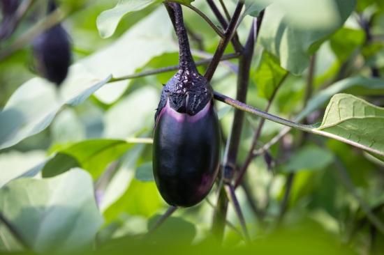 立仙農園】うちのなす3kg - 土佐香南まるごと旨市