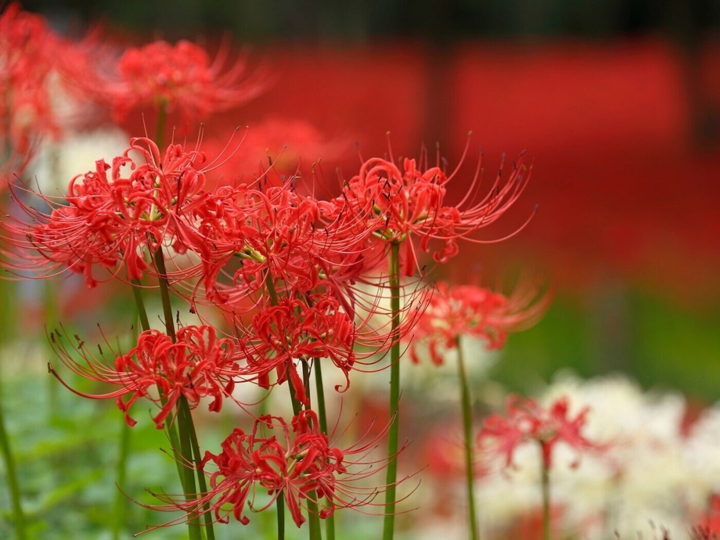彼岸花・曼珠沙華」の意味や読み方・別名、花言葉や不思議な特徴