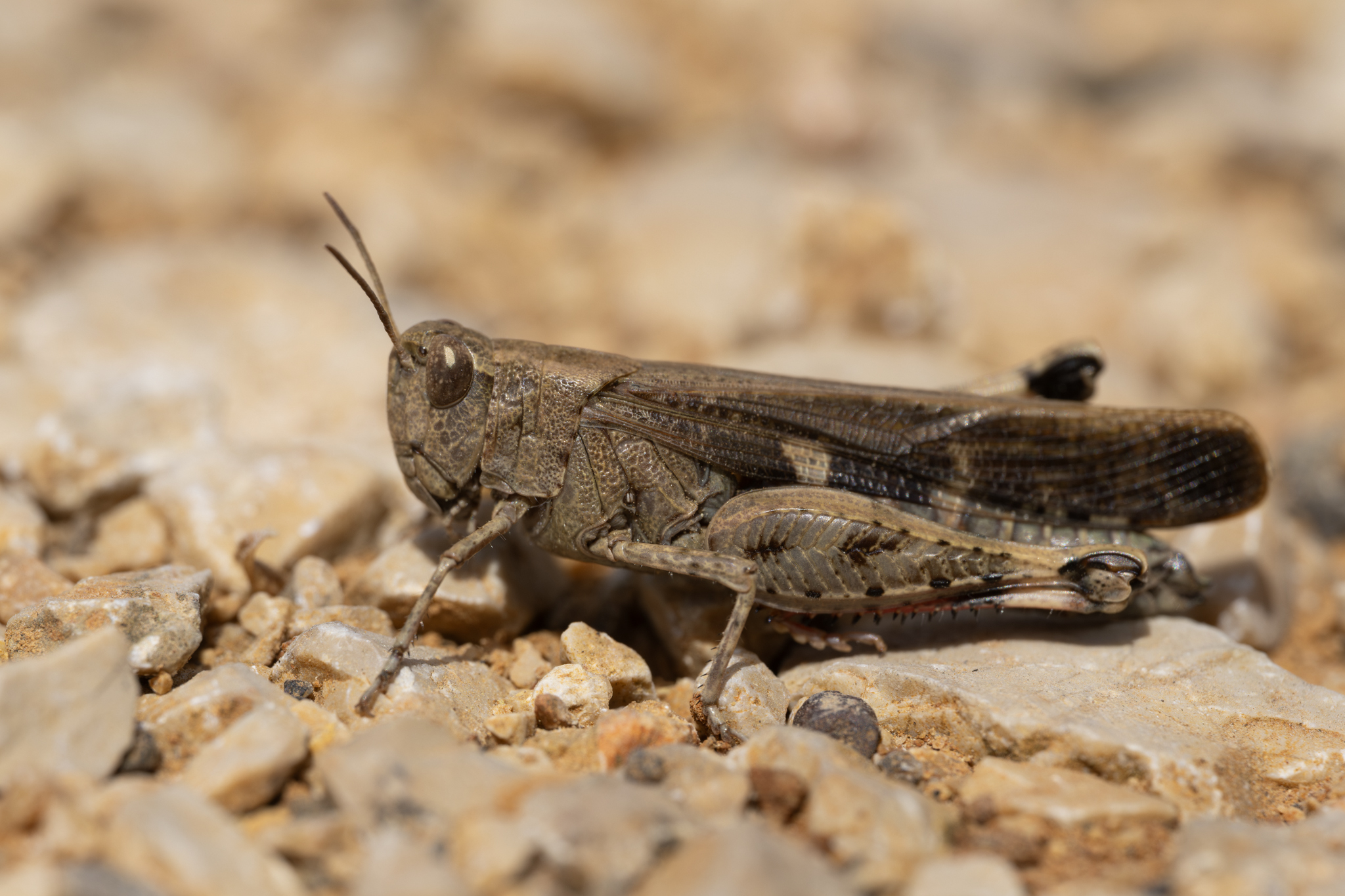Broad Green-winged Grasshopper (Aiolopus strepens) · iNaturalist