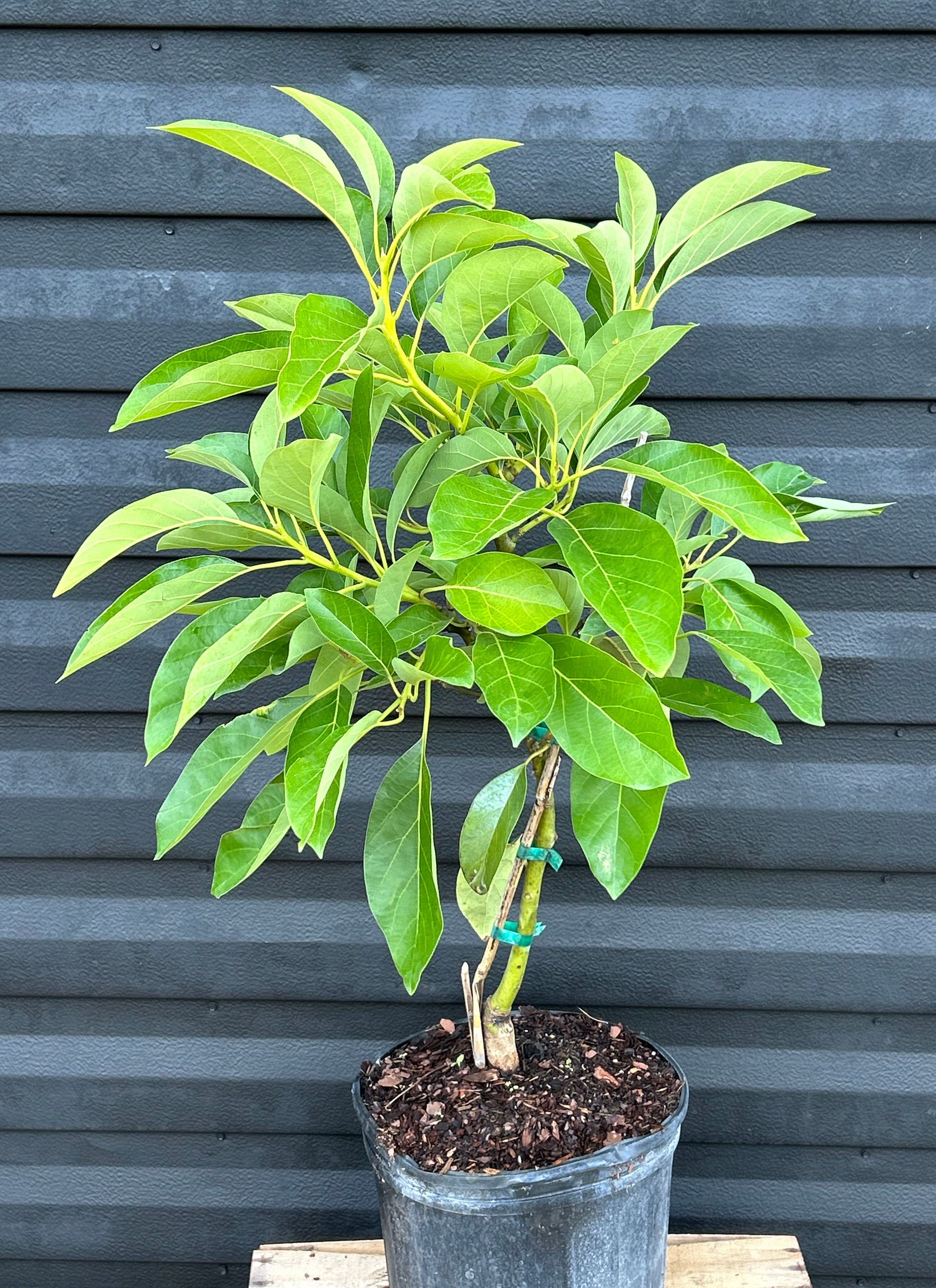 Avocado Tree 'Brogden' – Incredible Edible Landscapes