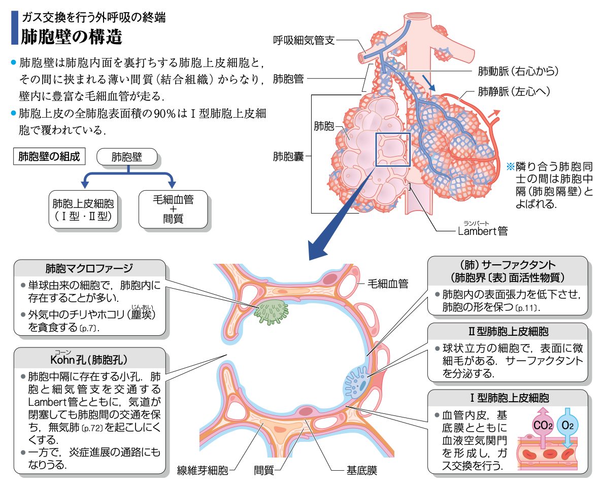 病気がみえるvol.4 呼吸器（第4版）』本日ついに発売！ | INFORMA by