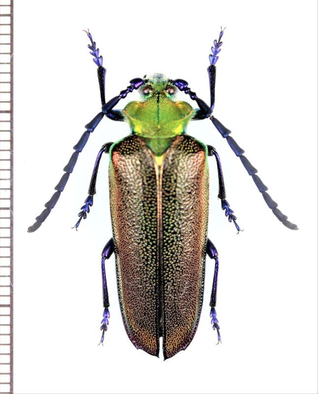 カミキリムシの一種 Cheloderus childreni ♂ チリ - Insect Islands