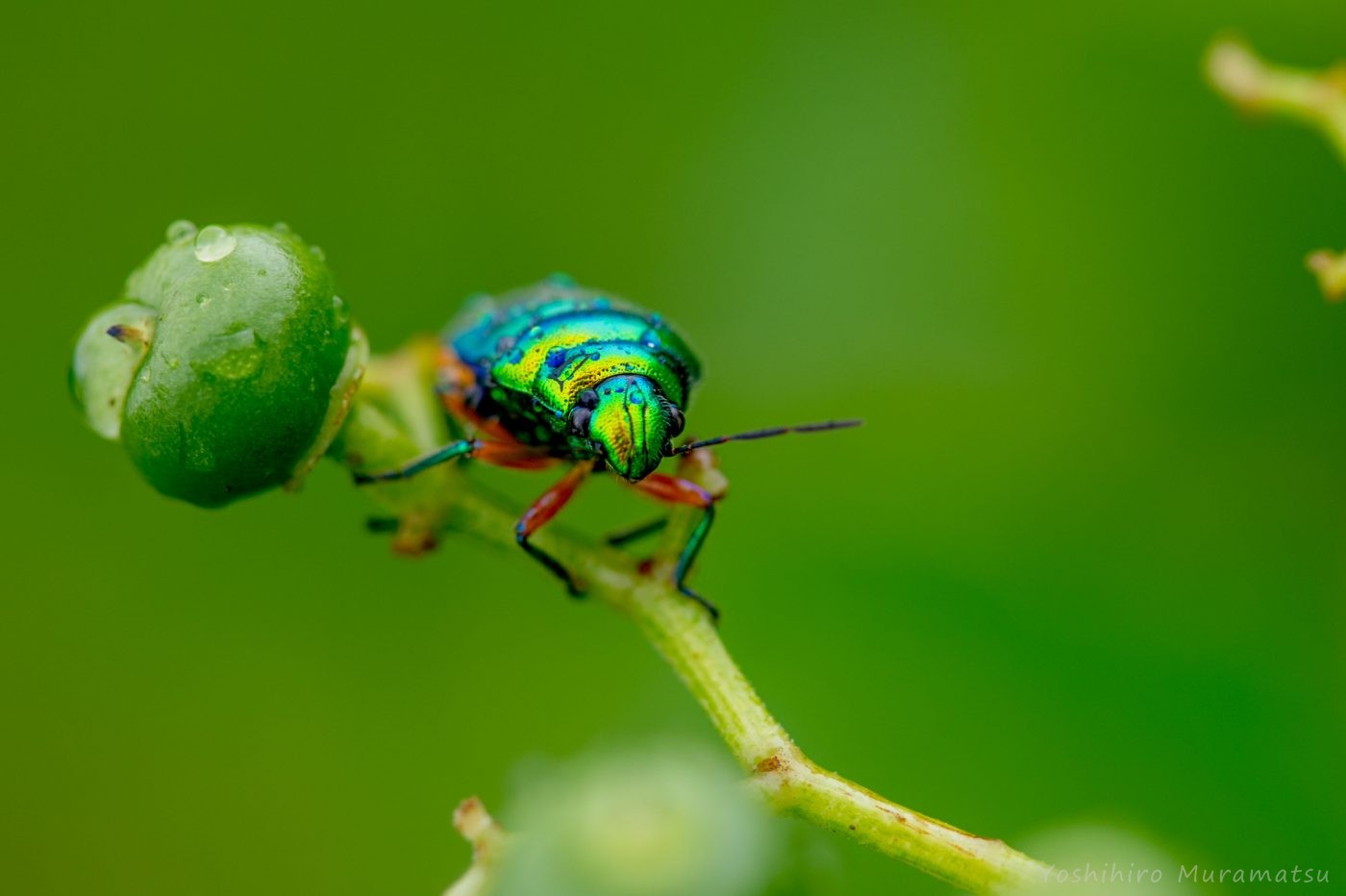 ミヤコキンカメムシ | 虫の写真と生態なら昆虫写真図鑑「ムシミル」