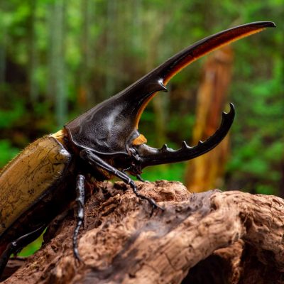 ヘラクレスオオカブトの特徴や羽の色が変わる不思議まで | 虫の写真と