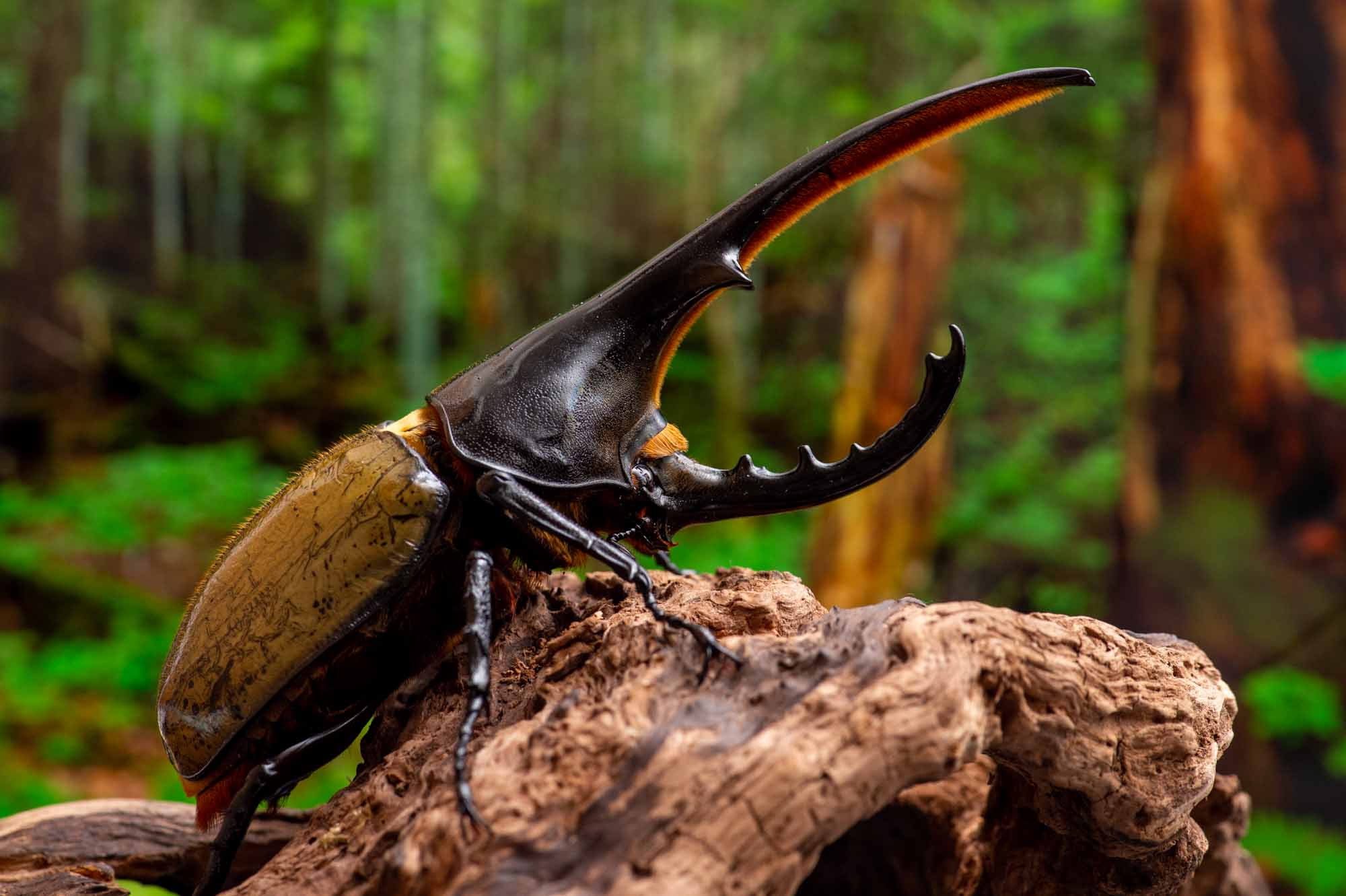 ヘラクレスオオカブトの特徴や羽の色が変わる不思議まで | 虫の写真と