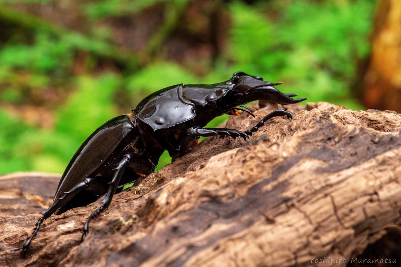 タランドゥスオオツヤクワガタ（タランドスオオツヤクワガタ） | 虫の