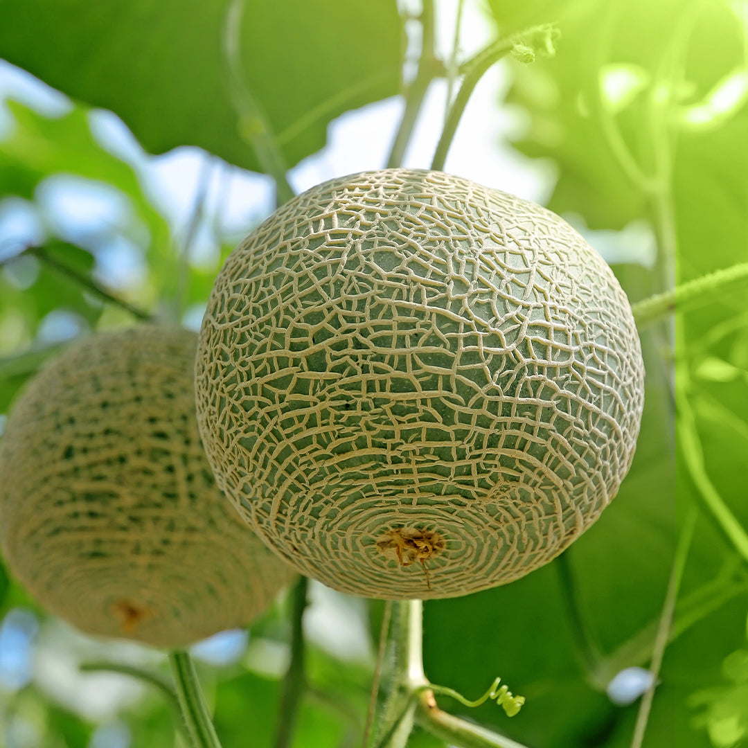 Melon Extract – IREN Shizen