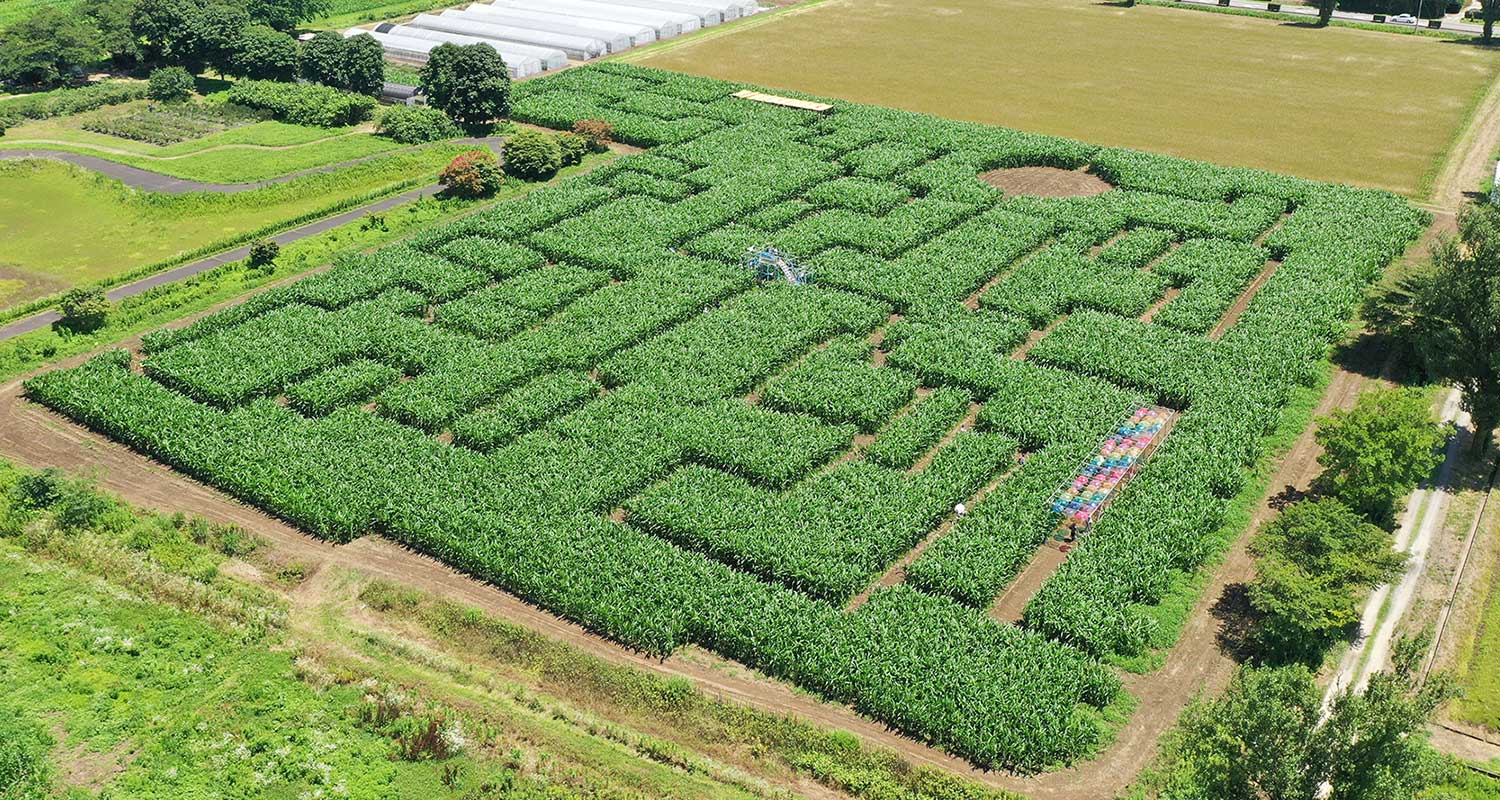 とうもろこし巨大迷路 | 岩瀬牧場【福島県｜日本初の西欧式牧場｜東北