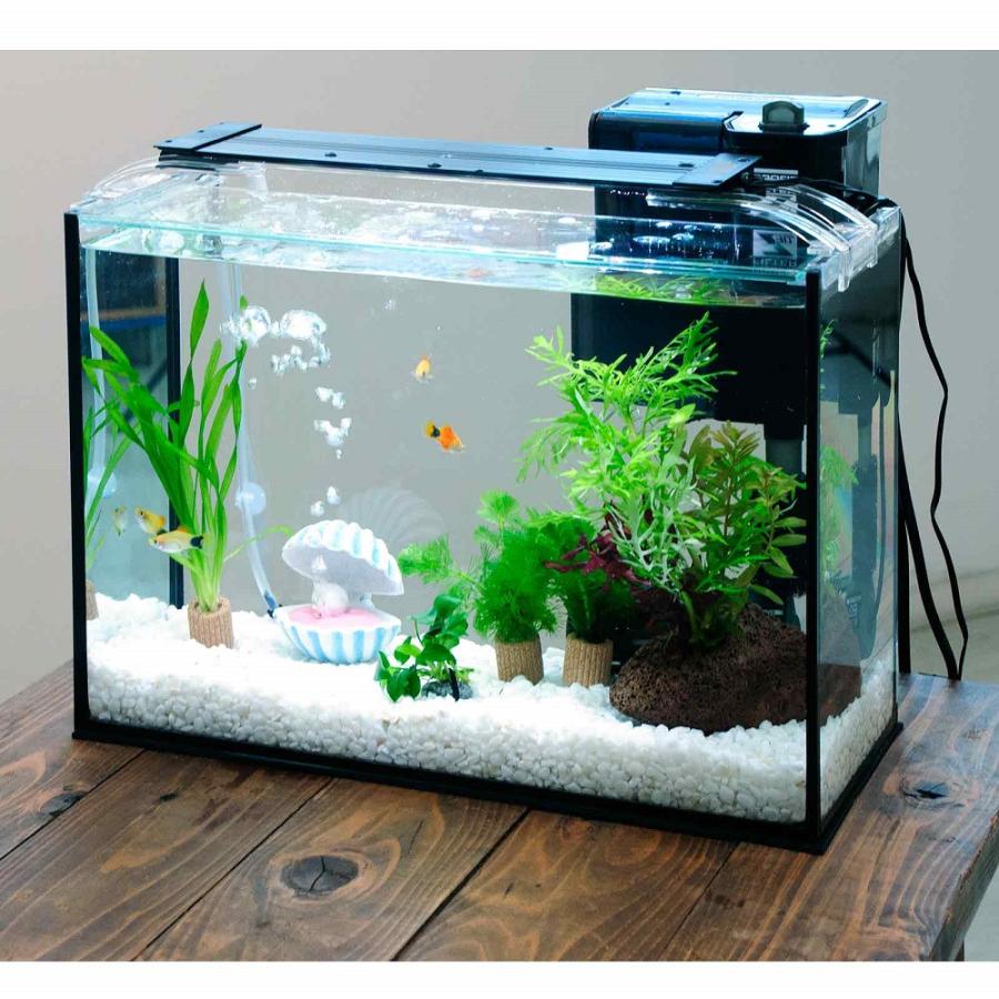 熱帯魚）（水草）簡単イエローミッキーマウスプラティ飼育水草