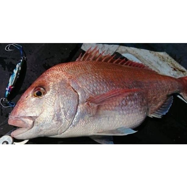 DEEPLINER（ディープライナー） スピンドル 270g ブルースモーク