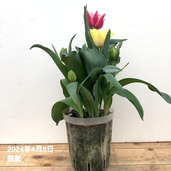 根詰まりしにくい！スリット鉢 5号ロング 5鉢セット ネガミエル