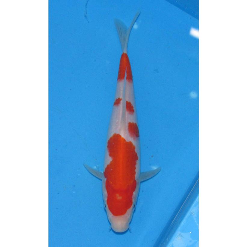 錦鯉 No510 仙助紅白 令和5年産 当歳 20cm 生産証明書付き 錦鯉