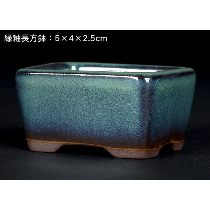 盆栽鉢 「瀬戸焼文山窯色小鉢12点セット」 植木鉢 色鉢 2号 5cm 可愛い