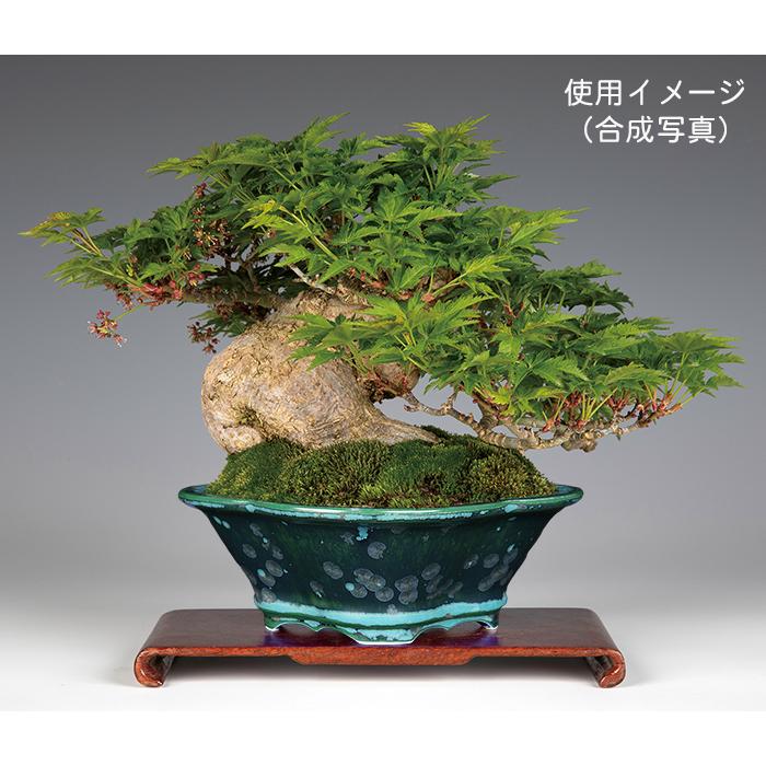 盆栽鉢 植木鉢 「平安泉山緑結晶木瓜式鉢 小」 山草鉢 清水焼 京焼
