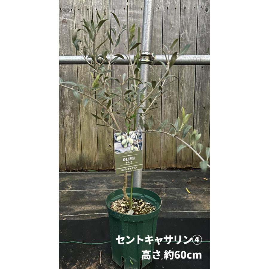 小倉園 オリーブ・セントキャサリン 6号鉢 オリーブの木 鉢植え 庭木