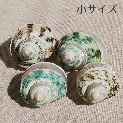 巻貝 貝殻 青緑 ブルーグリーン系 小サイズ 小さめ 海 マリン 夏