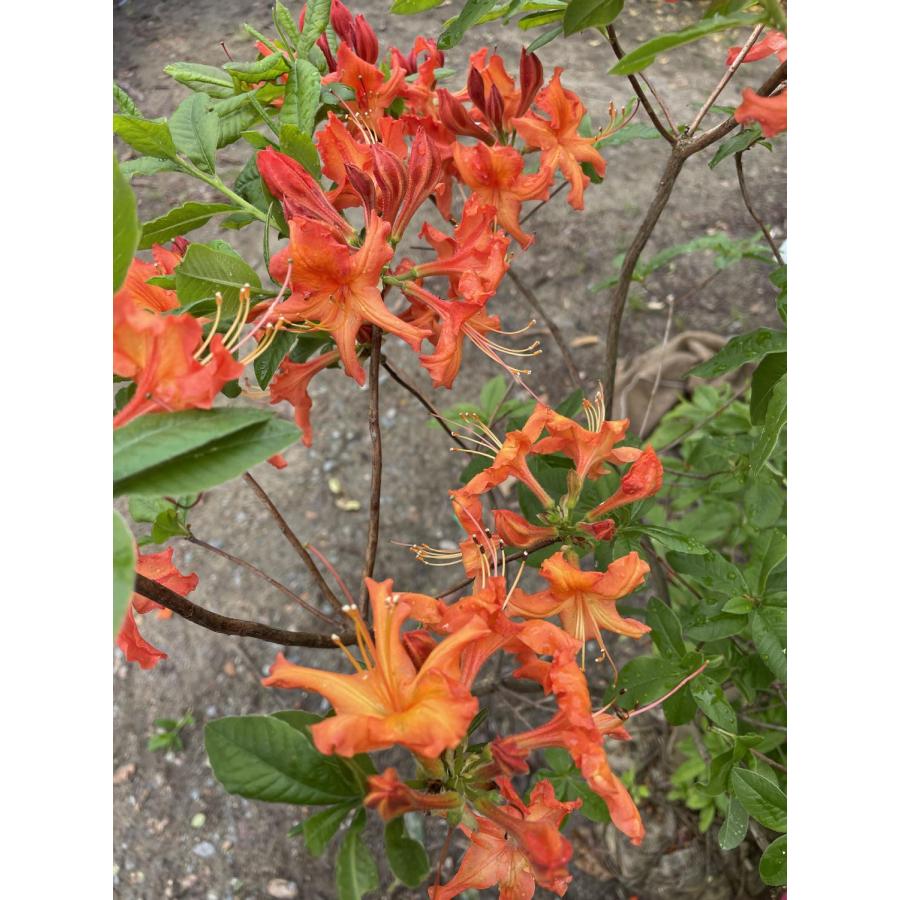 エクスバリーアザレア オレンジ 約1.4m 現品発送 特大植木苗木 西洋