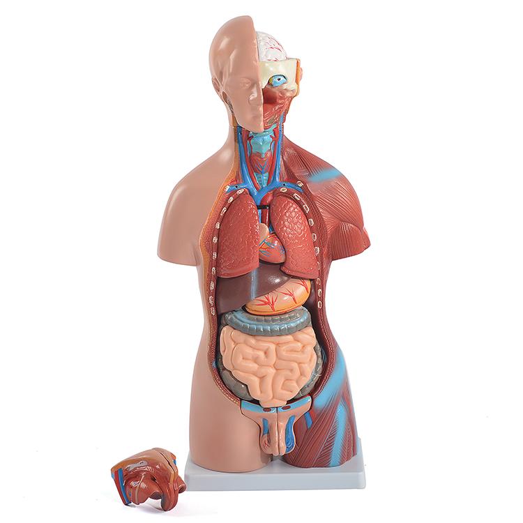 ユニセックス人体模型GX-205 お腹の見える人体模型46cm 23パーツ